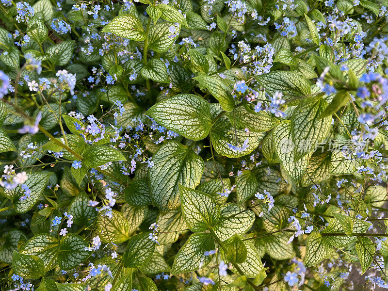 西伯利亚Bugloss Brunnera